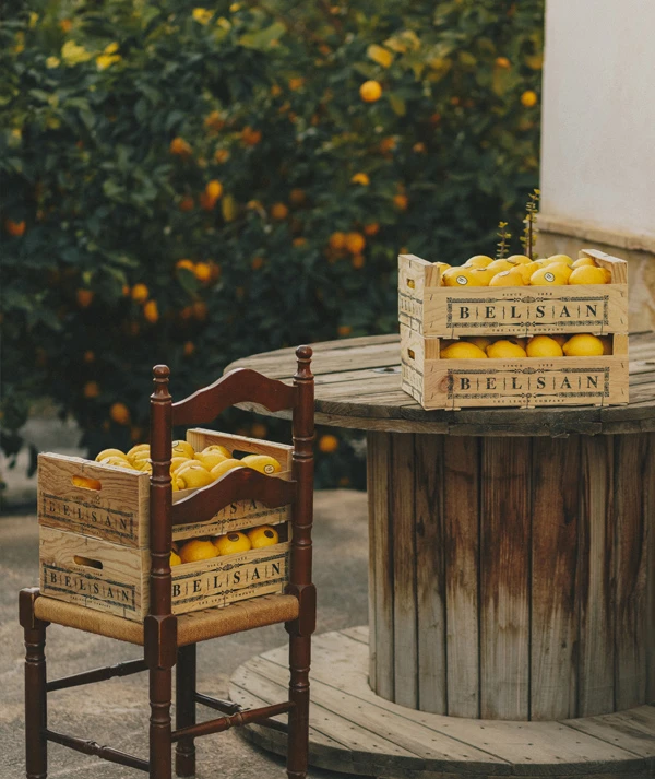 Cajas de madera con el sello de Belsan llenas de limones, sobre una silla y una bobina de madera junto a un limonero
